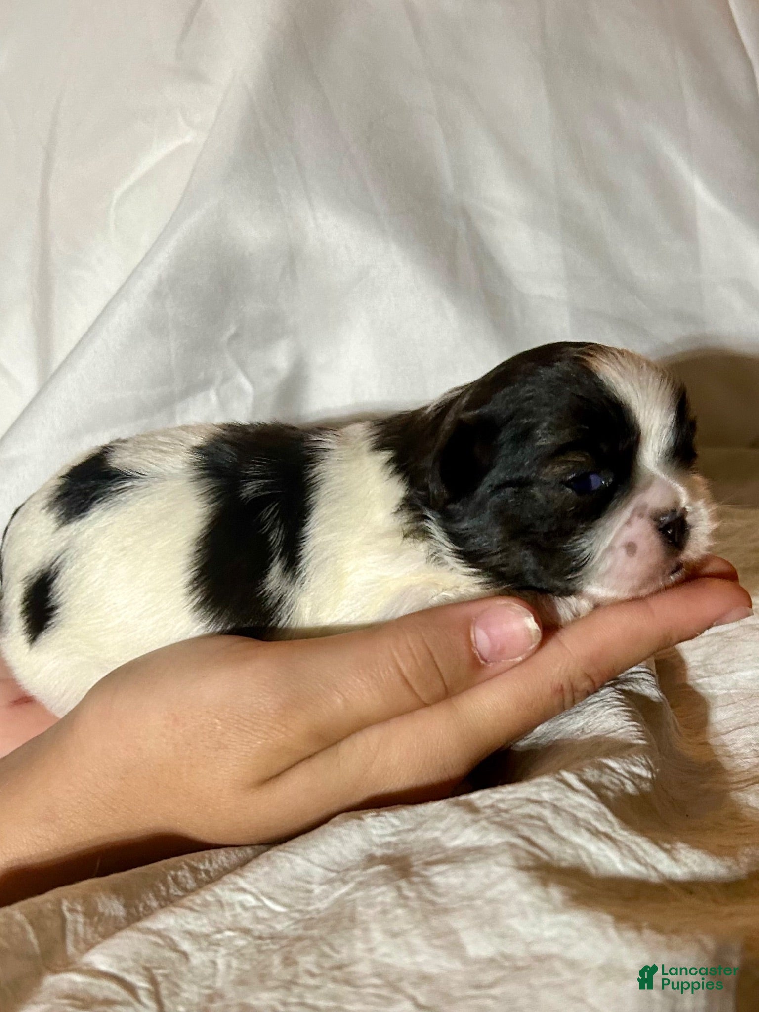 Shih Tzu dogs for sale: Shih Tzu 3 - Ad 3