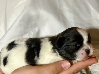 Shih Tzu dogs Shih Tzu 3 - Ad 14