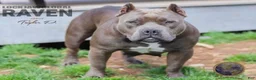 American Bully dogs for sale: Scarlet - Ad 2