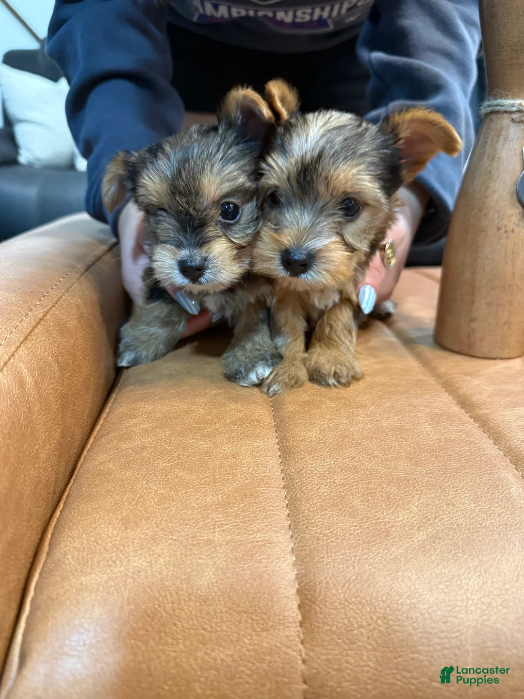 Yorkshire Terrier dogs for sale: Yorkshire Terrier Puppy 1 - Ad 2
