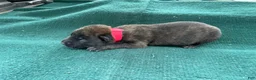 Belgian Malinois dogs for sale: Red male - Ad 3