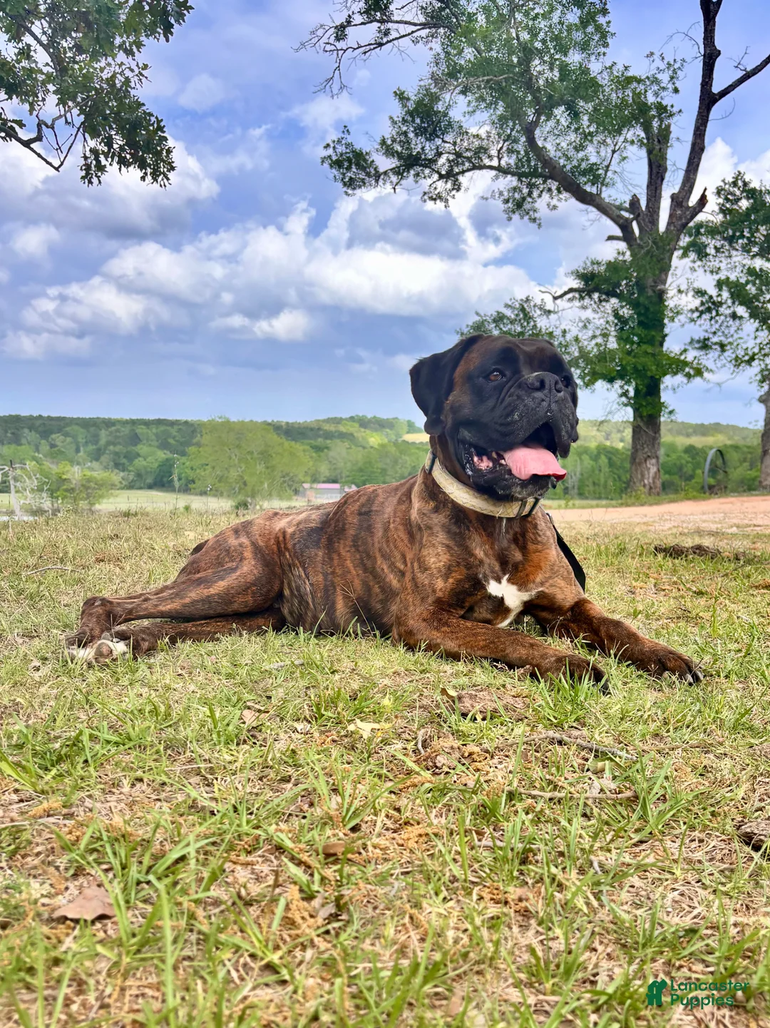 Boxer dogs for sale: Male Boxer Puppy - Chaos  - Ad 10