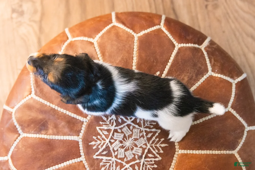 Miniature Dachshund dogs for sale: Greta Longbody - Ad 7