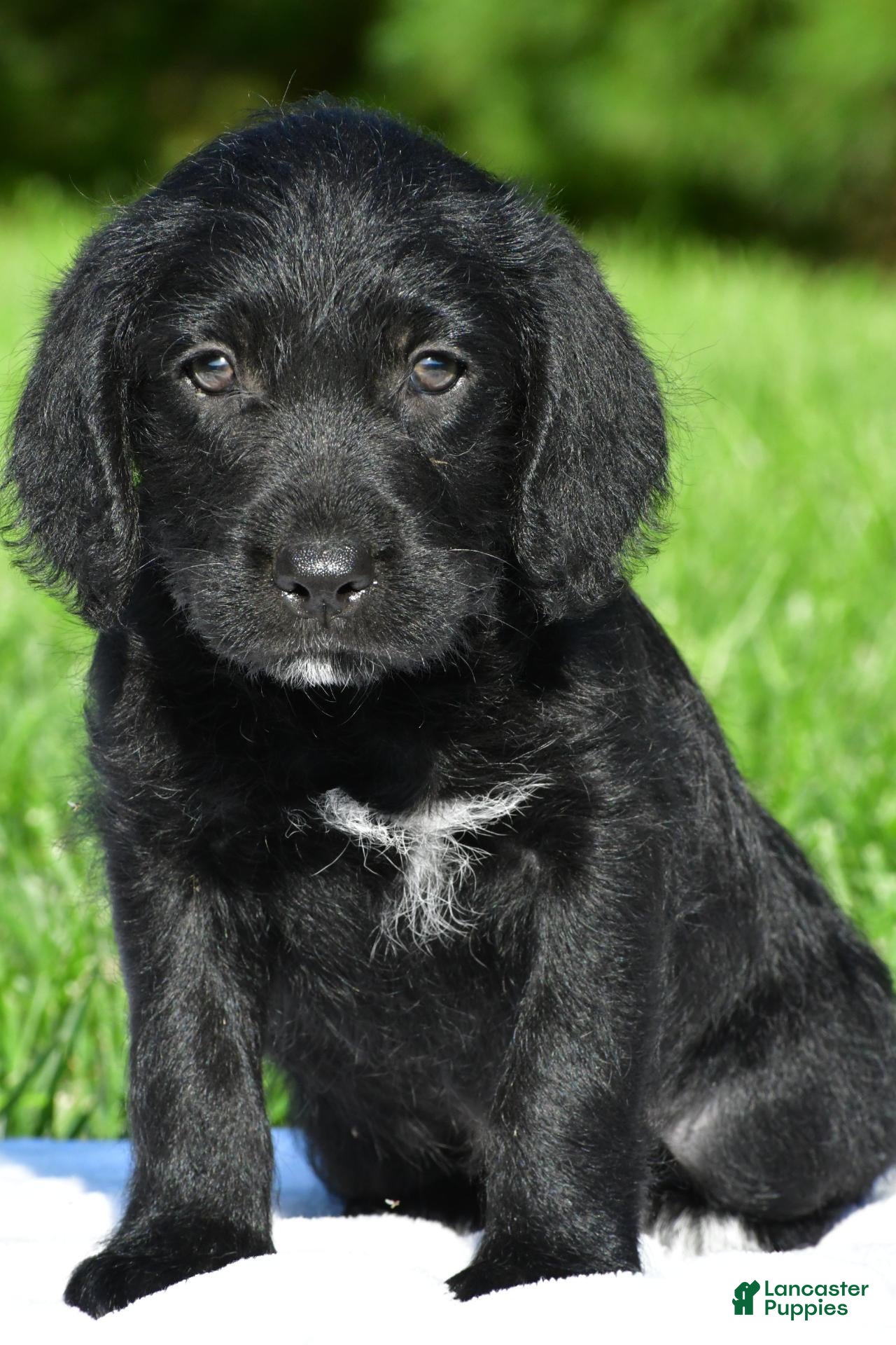 Labradoodle dogs Sasha - Ad 34