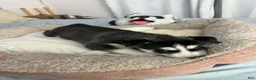 Siberian Husky dogs for sale: Maya - Ad 4