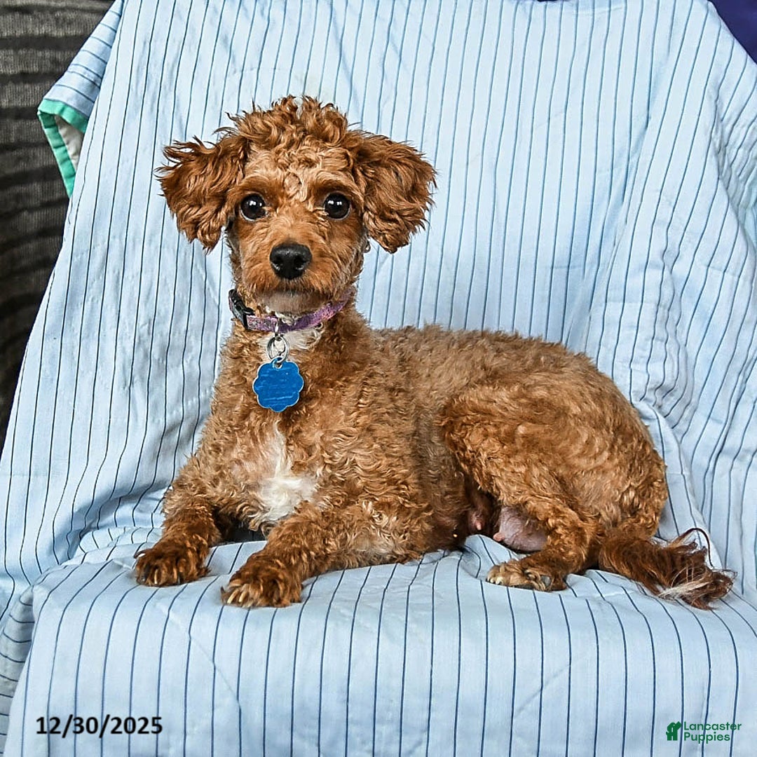 Toy Poodle dogs for sale: Toby - Ad 4