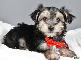 Morkie dogs - Ad 19