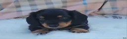 Miniature Dachshund dogs for sale: Vivian  - Ad 28