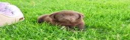 Labrador Retriever dogs for sale: Lulu - Ad 2