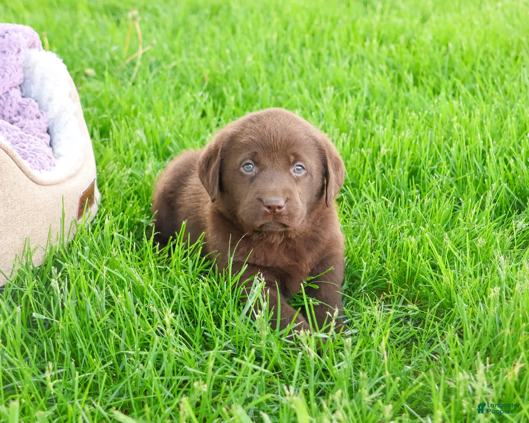 Labrador Retriever dogs for sale: Lulu - Ad 2