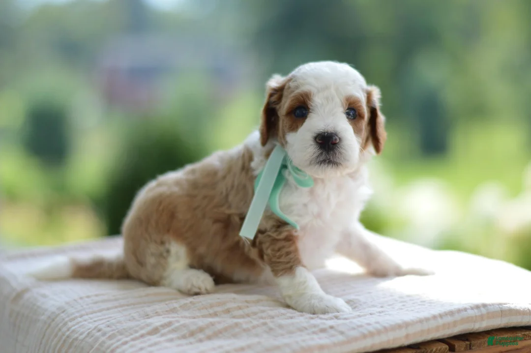 Mini Goldendoodle dogs for sale: December - Ad 2