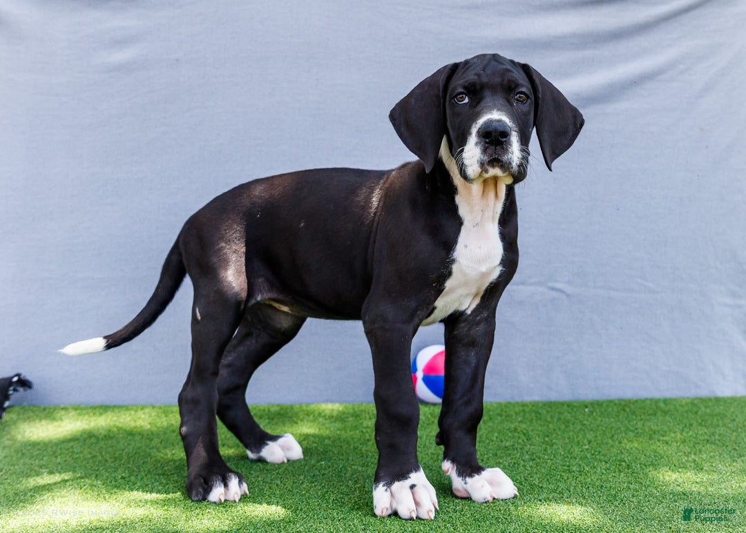 Great Dane dogs for sale: Kathy - Ad 9