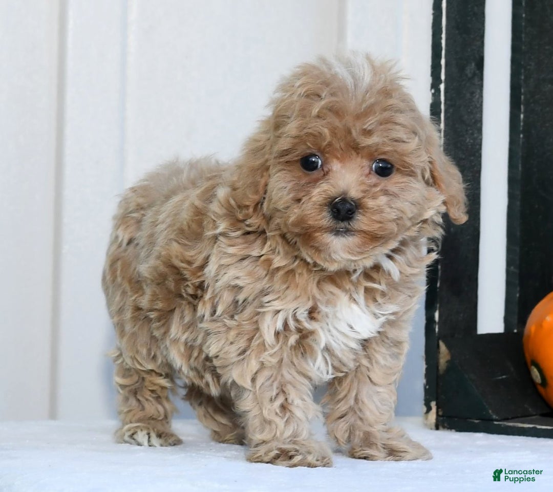 Havapoo dogs for sale: Quinn - Ad 7