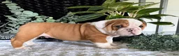 English Bulldog dogs for sale: Pork Chop - Ad 7