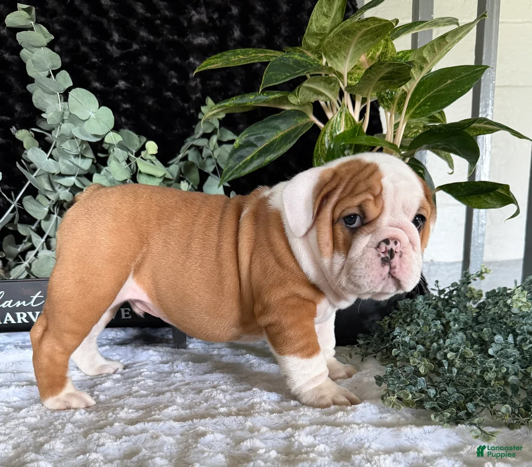 English Bulldog dogs for sale: Pork Chop - Ad 7