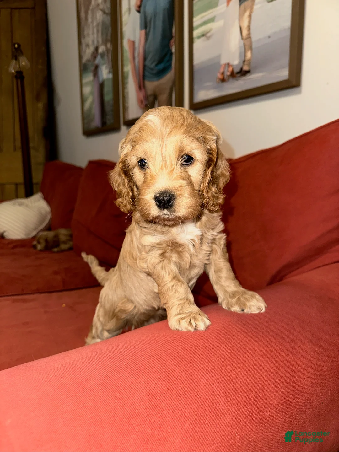 Cockapoo dogs for sale: Bonnie - Ad 2