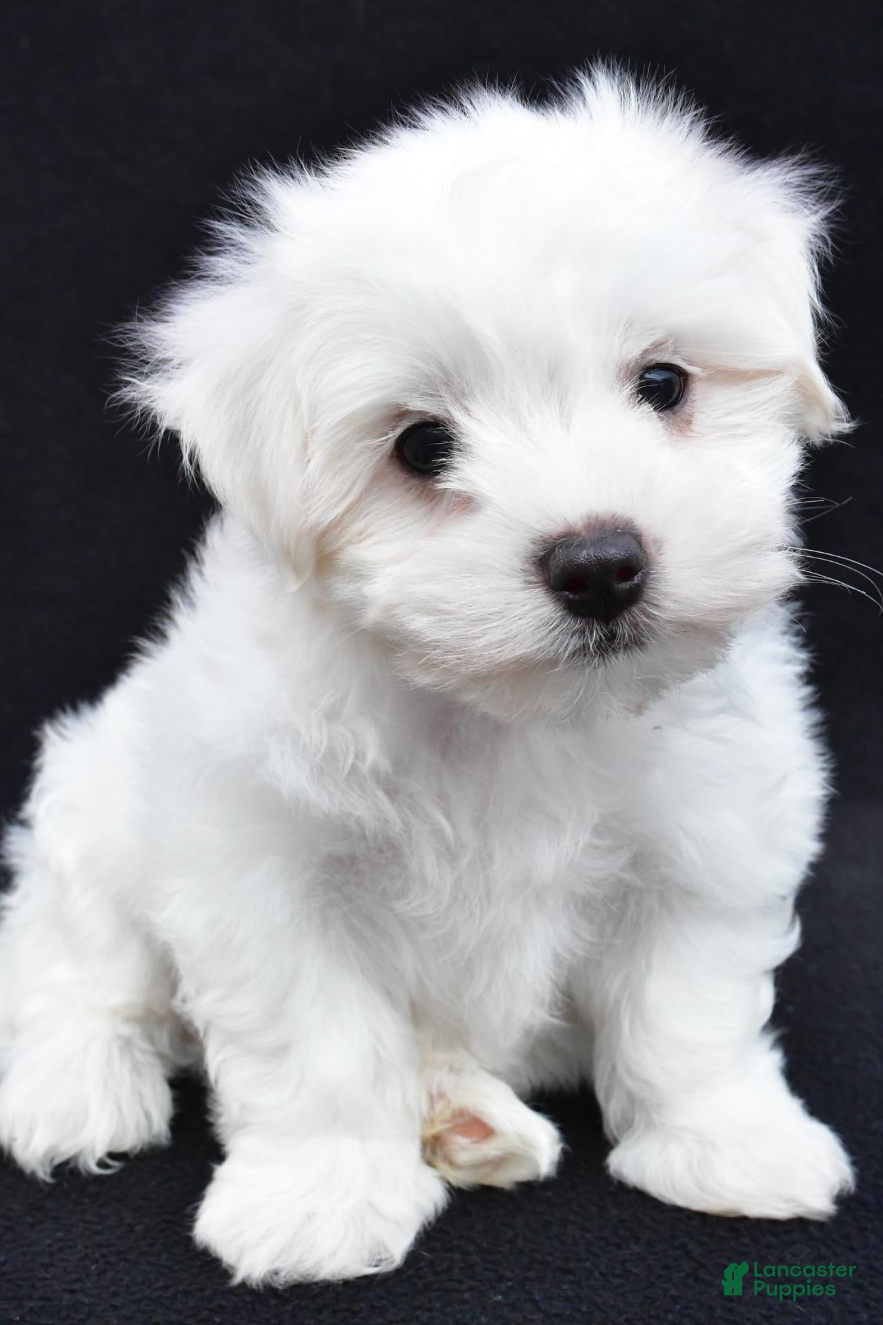 Maltese dogs Bo - Ad 2