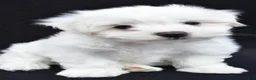 Maltese dogs for sale: Bo - Ad 2