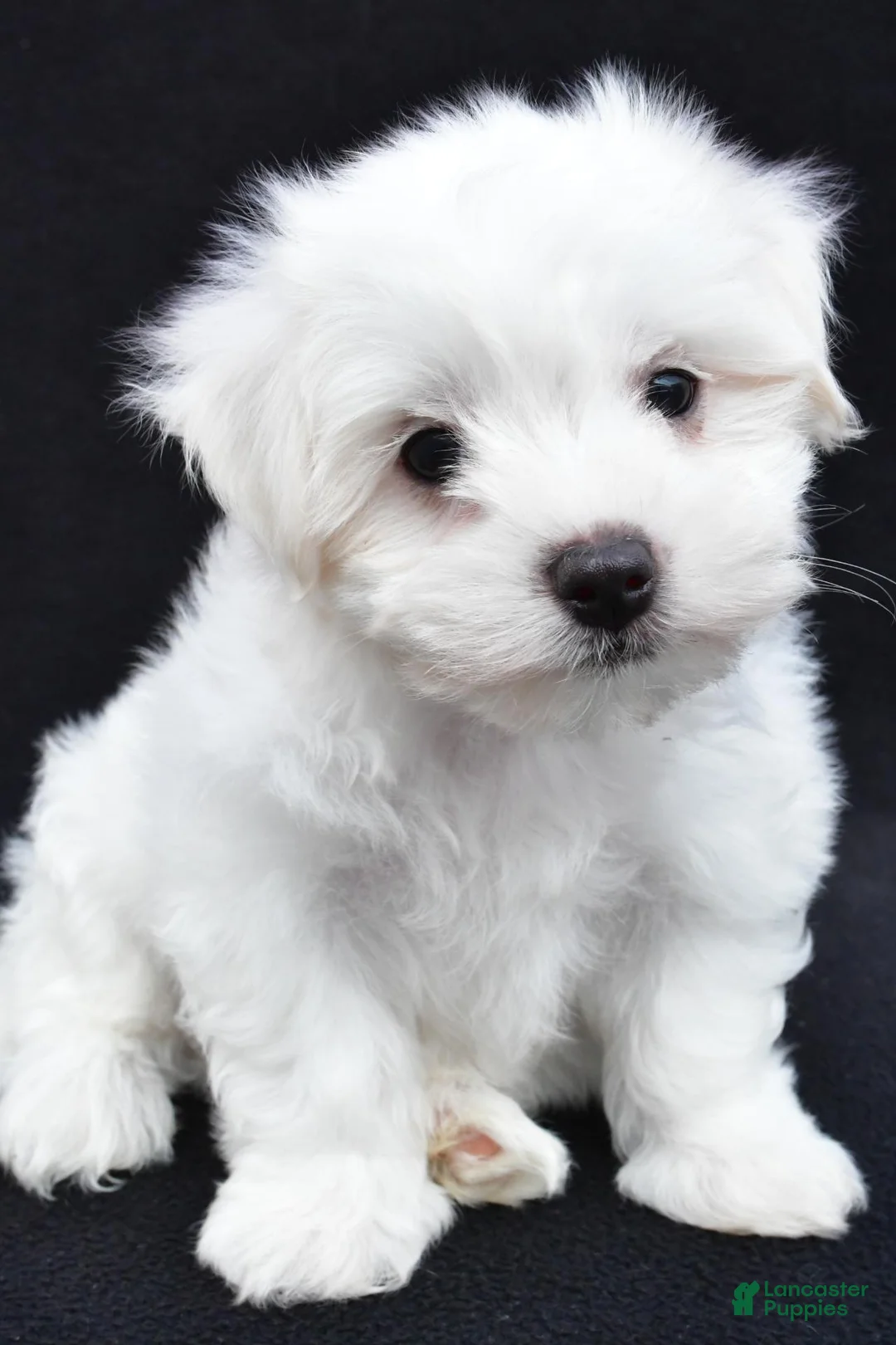 Maltese dogs for sale: Bo - Ad 2