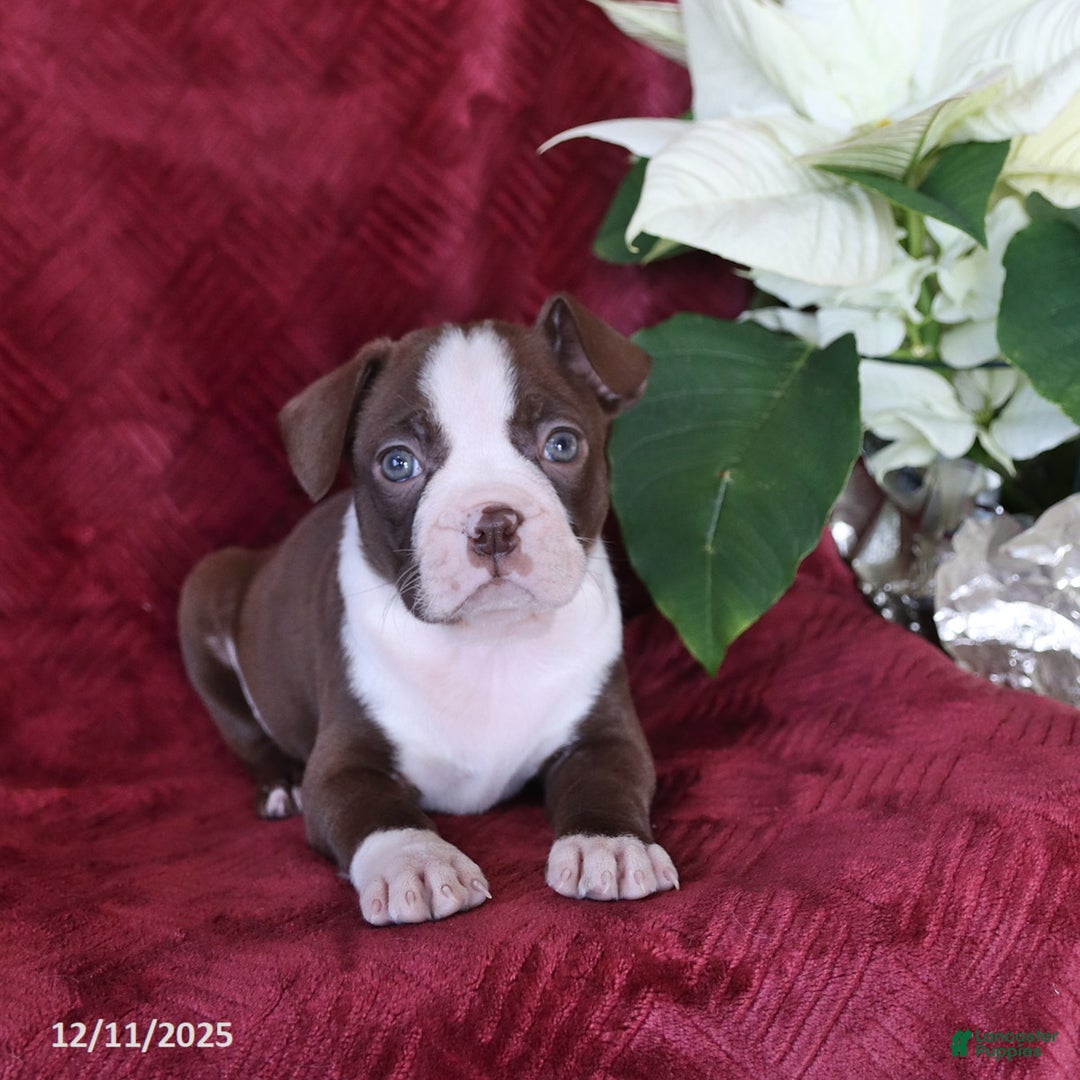 Boston Terrier dogs for sale: Bouncer - Ad 4