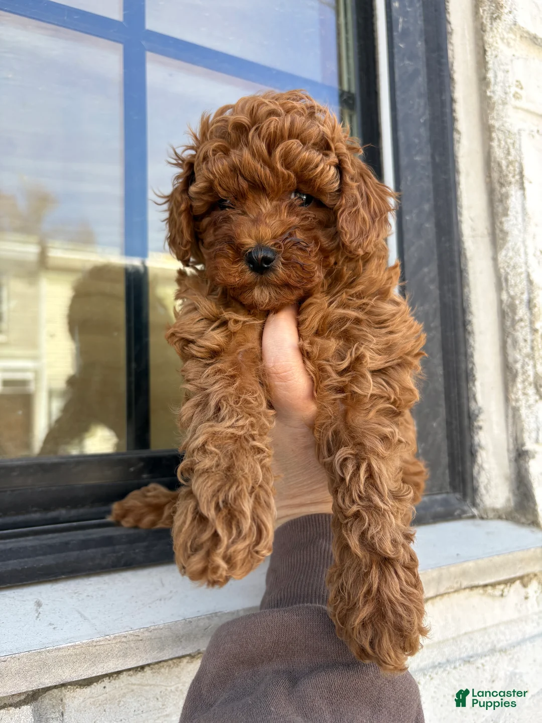 Miniature Poodle dogs for sale: Miniature Poodle Puppy 2 - Ad 1