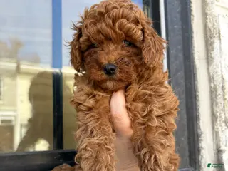 Miniature Poodle dogs for sale: Miniature Poodle Puppy 2 - Ad 3