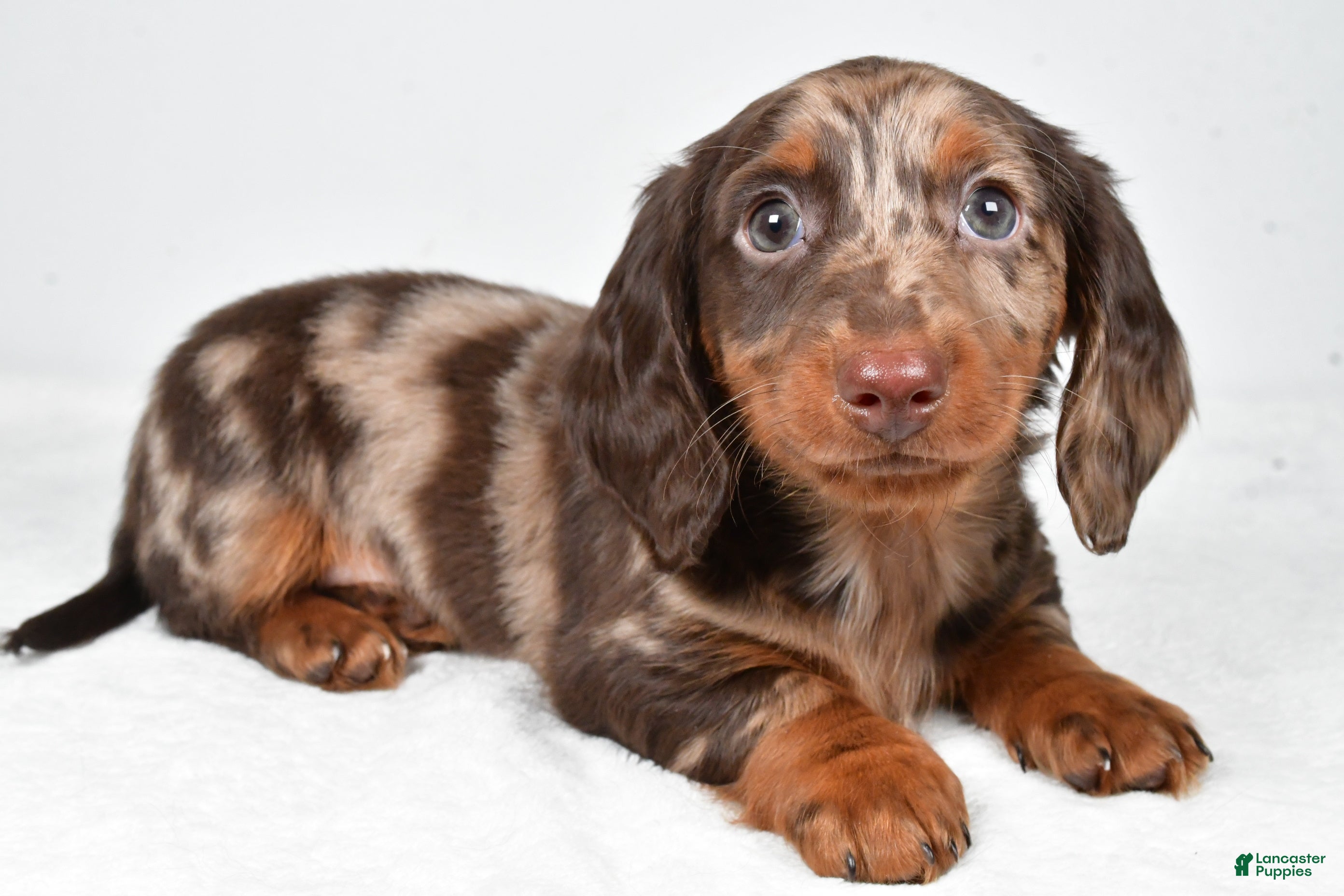 Miniature Dachshund dogs Asher - Ad 7
