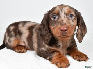 Miniature Dachshund dogs Asher - Ad 35