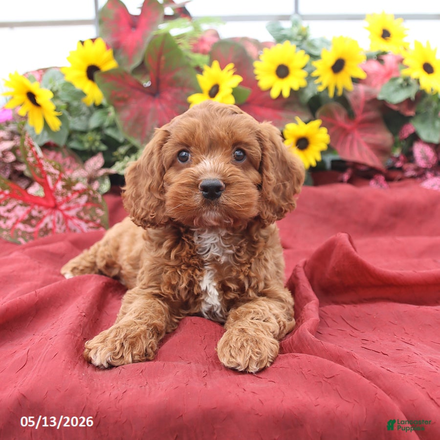 Cockapoo dogs Handsome - Ad 1