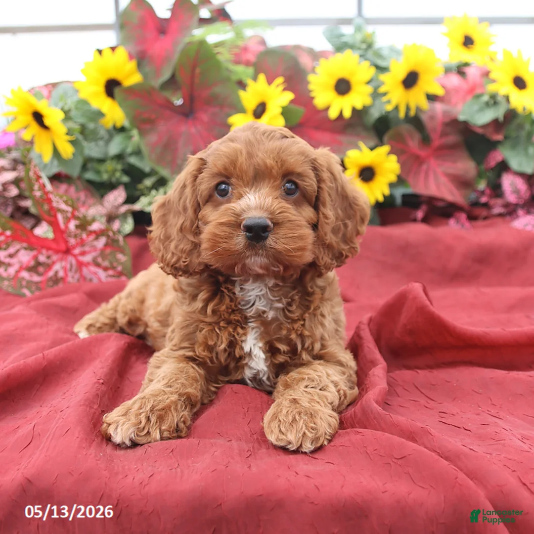Cockapoo dogs for sale: Handsome - Ad 1