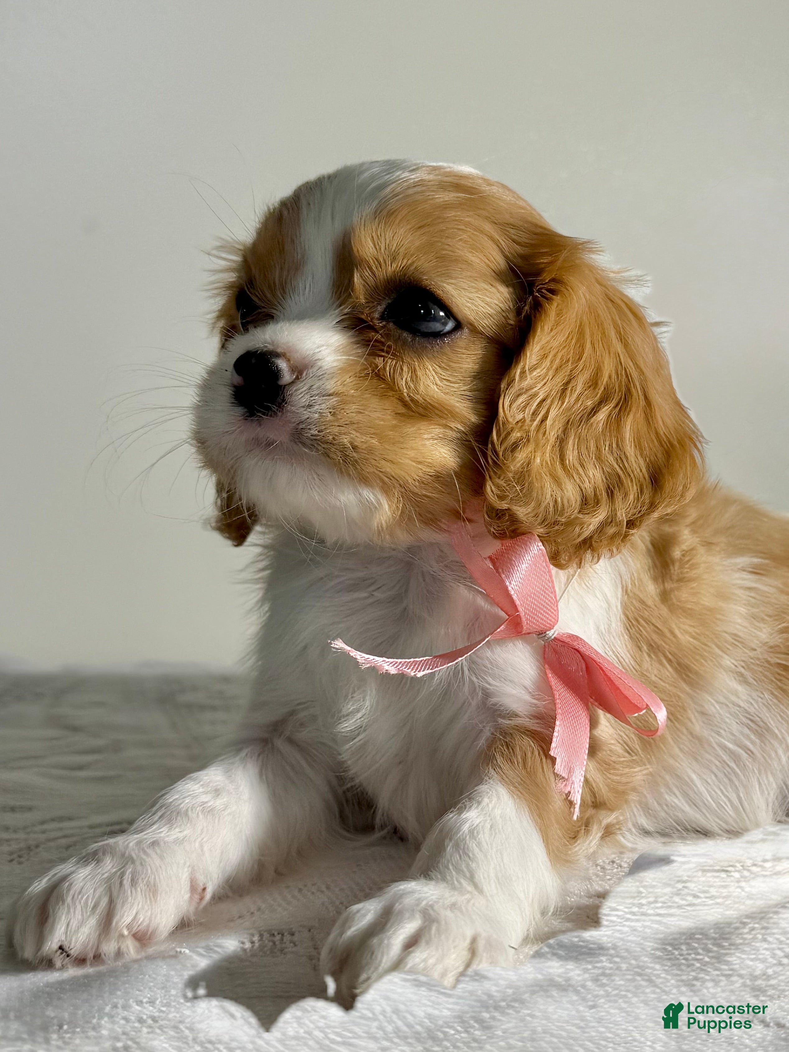 Cavalier King Charles Spaniel dogs Cookie Cavalier King Charles Spaniel  - Ad 1