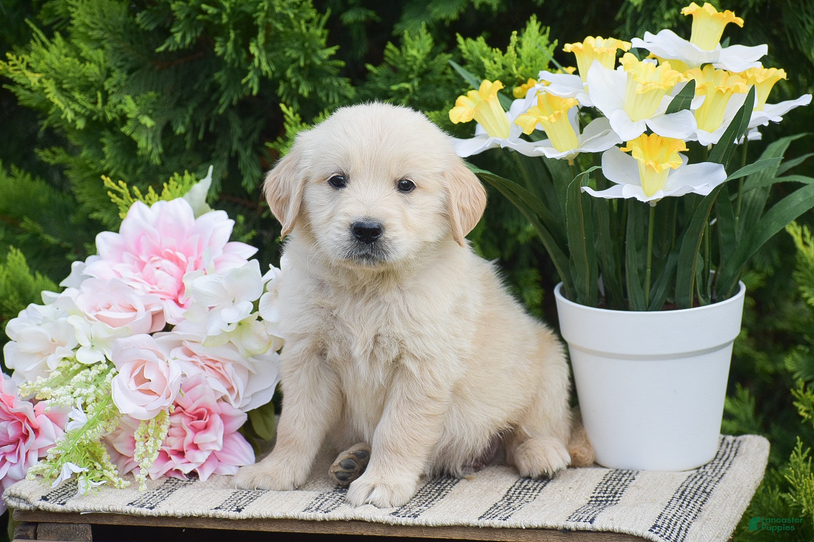 Golden Retriever dogs Ford - Ad 1