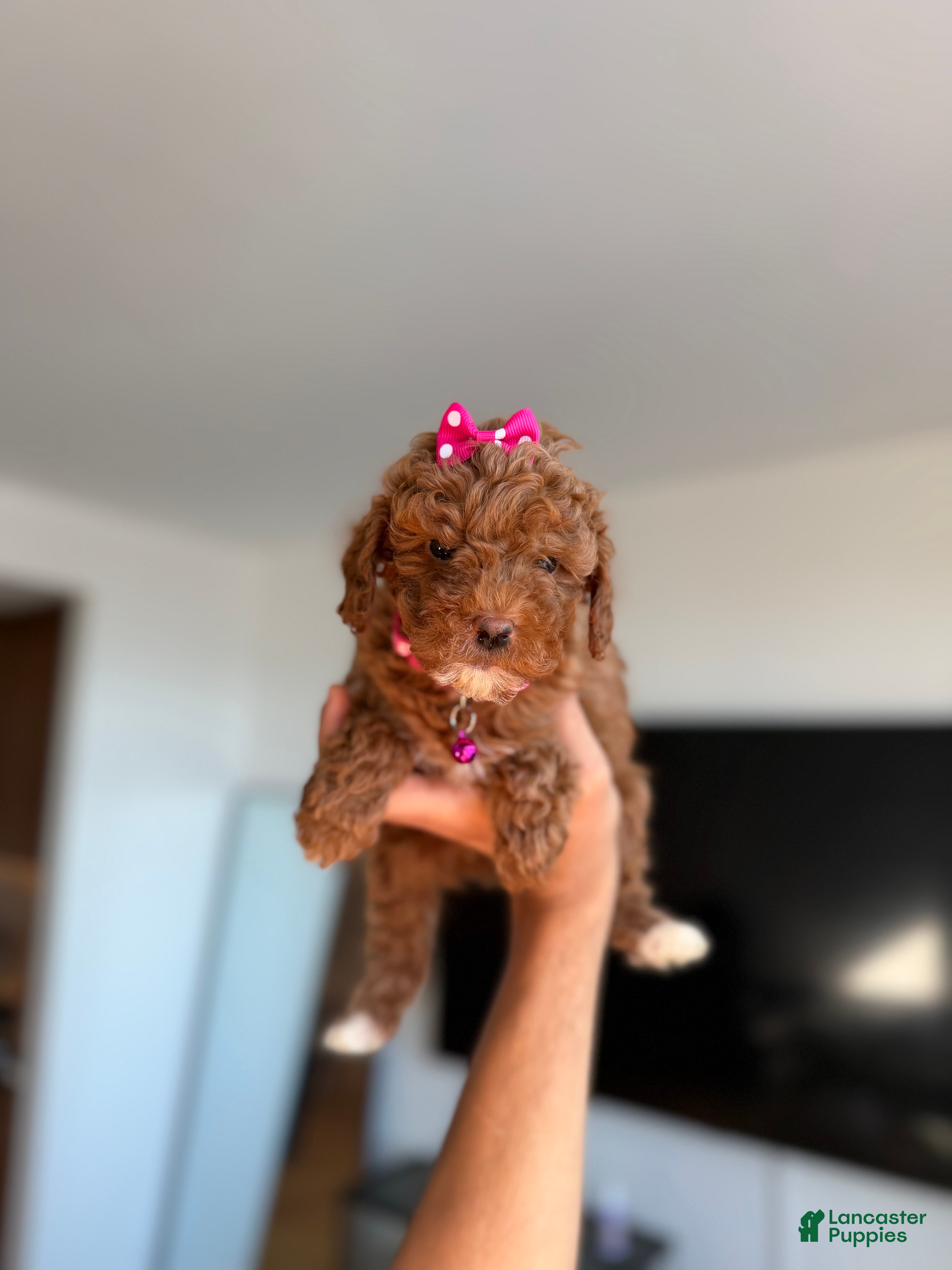 Toy Poodle dogs Tinkerbell - Ad 42