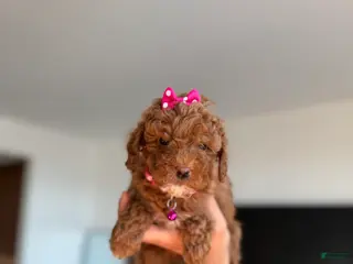 Toy Poodle dogs Tinkerbell - Ad 42