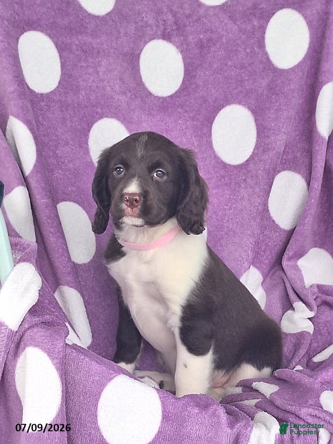 English Springer Spaniel dogs Molly - Ad 1