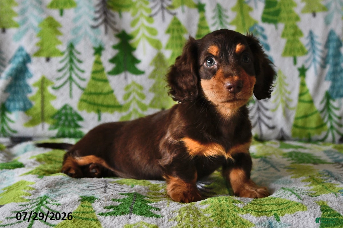 Miniature Dachshund dogs Rowdy - Ad 1
