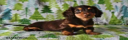 Miniature Dachshund dogs for sale: Rowdy - Ad 1
