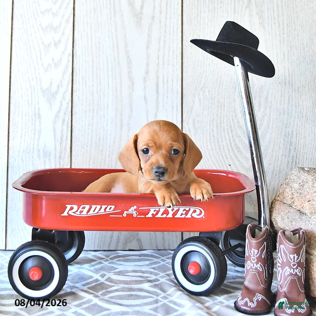 Miniature Dachshund dogs for sale: Ronny - Ad 1
