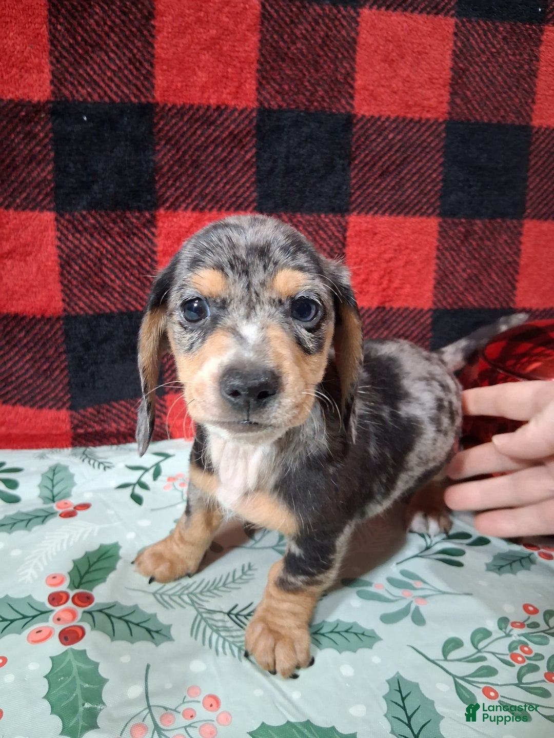Miniature Dachshund dogs for sale: Skittles - Ad 2