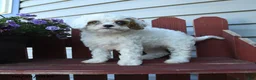 Cavapoo dogs for sale: Cutie - Ad 2