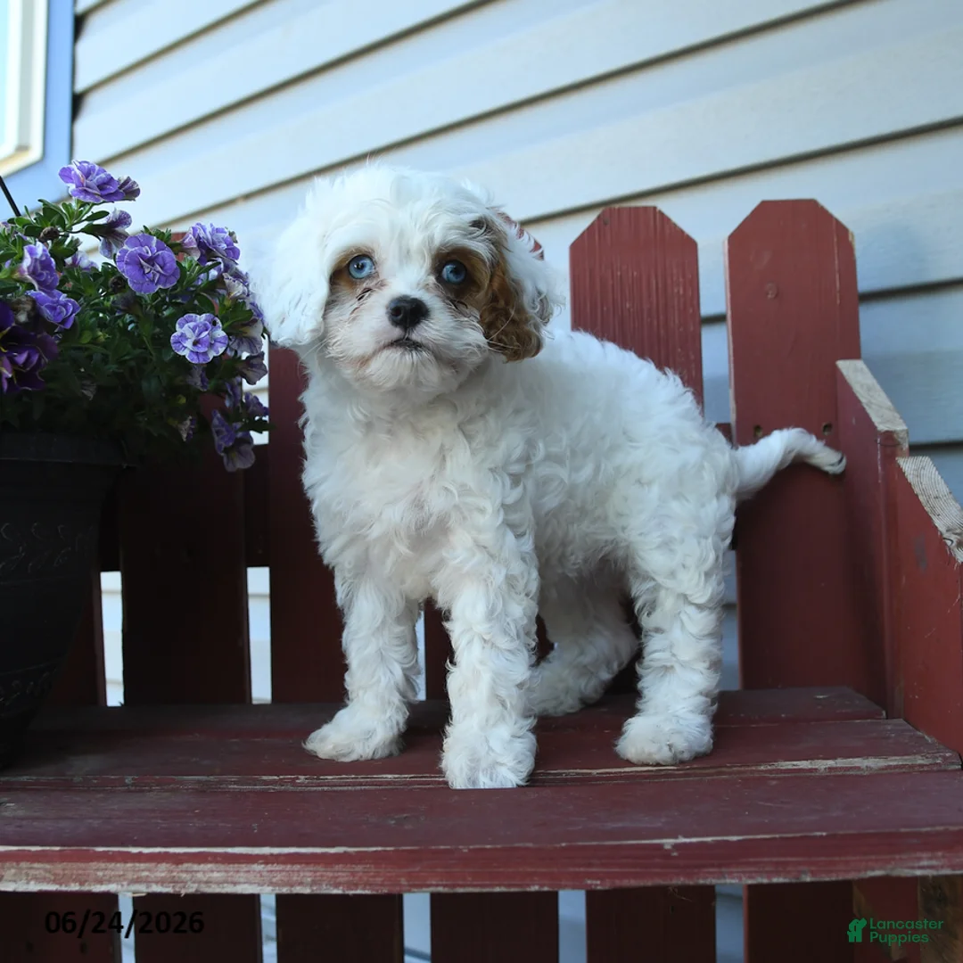 Cavapoo dogs for sale: Cutie - Ad 2