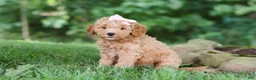 Mini Goldendoodle dogs for sale: Sierra - Ad 3