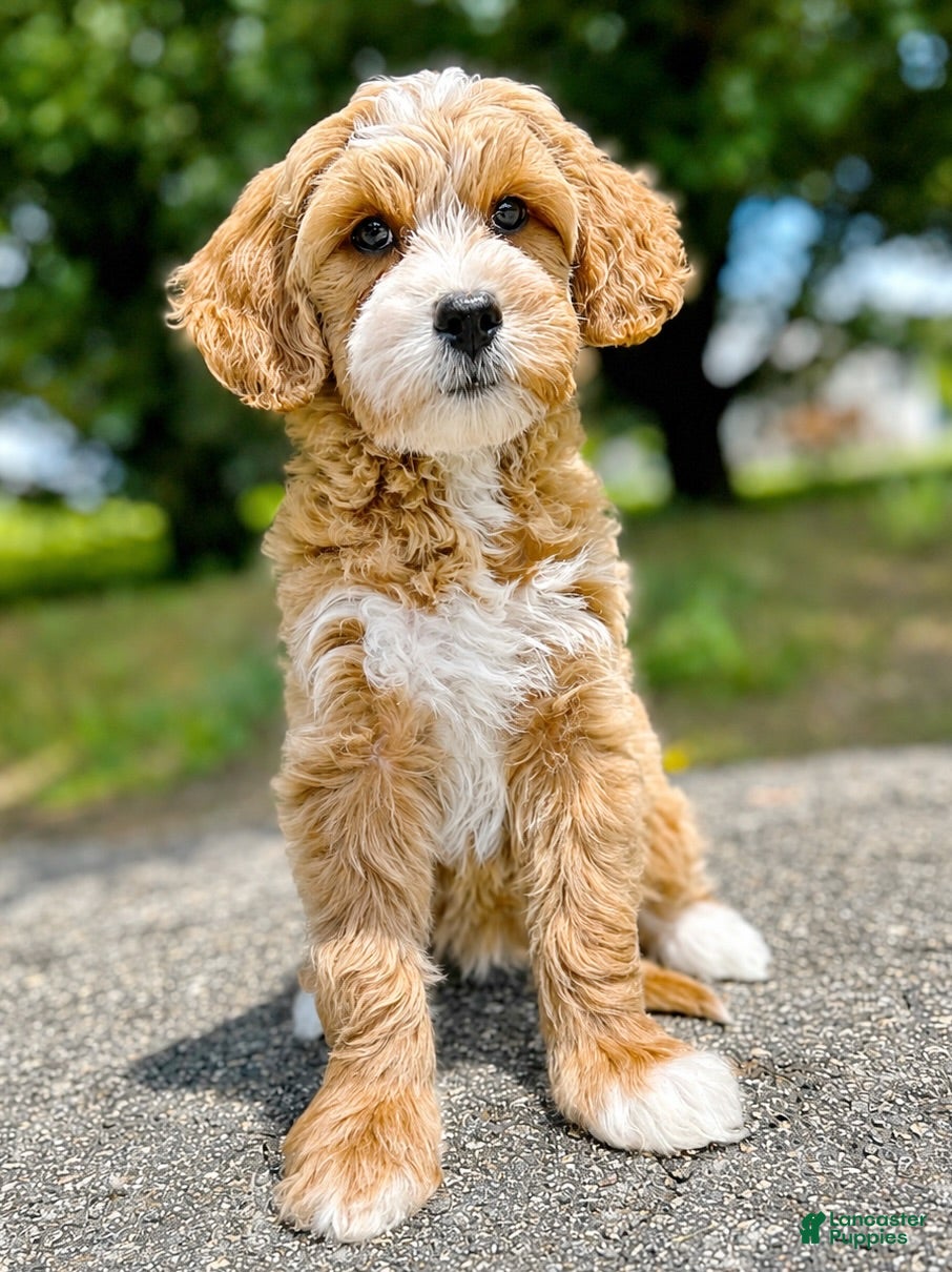 Mini Goldendoodle dogs Megan-OFA&GeneticParents - Ad 1