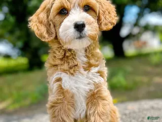 Mini Goldendoodle dogs for sale: Megan-OFA&GeneticParents - Ad 4