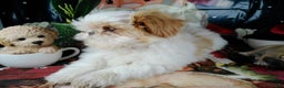 Shih Tzu dogs for sale: osito - Ad 4