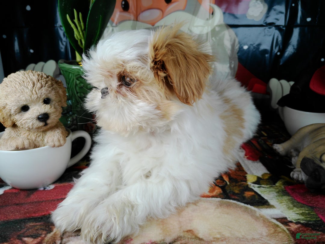 Shih Tzu dogs for sale: osito - Ad 4