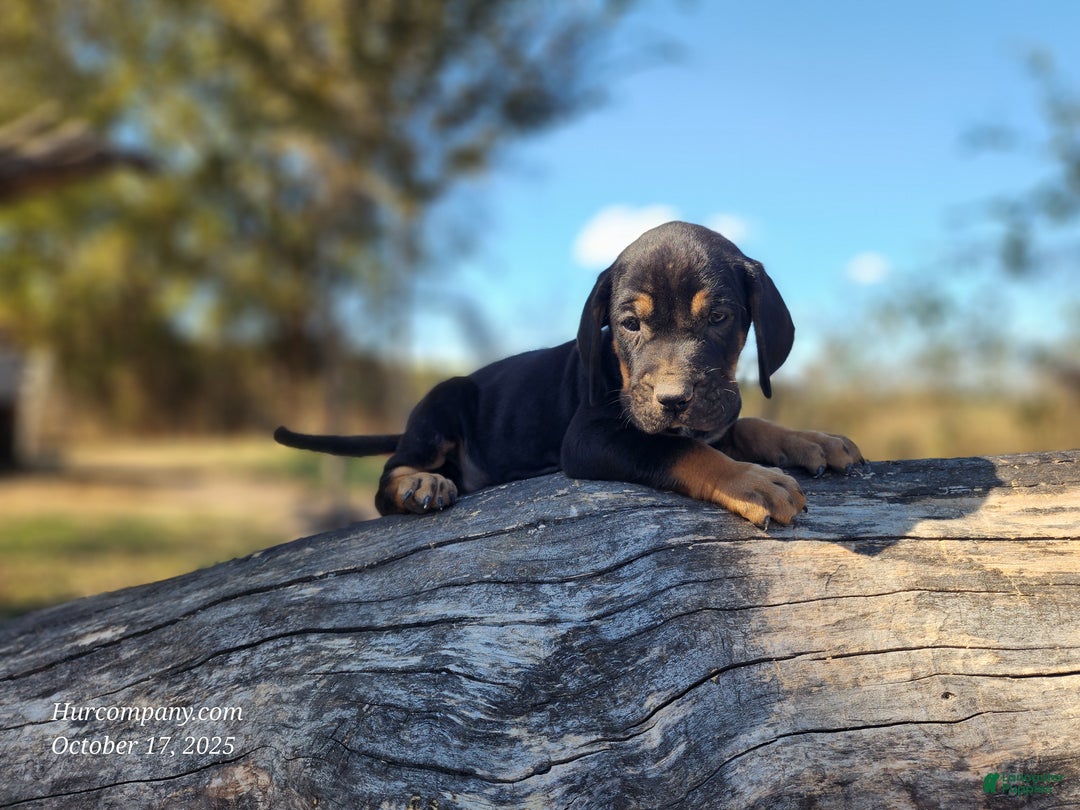 Mixed Breed dogs for sale: Fall 2025 Bloodahoula Male 1 - Ad 5
