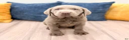 Labrador Retriever dogs for sale: Sage - Ad 1