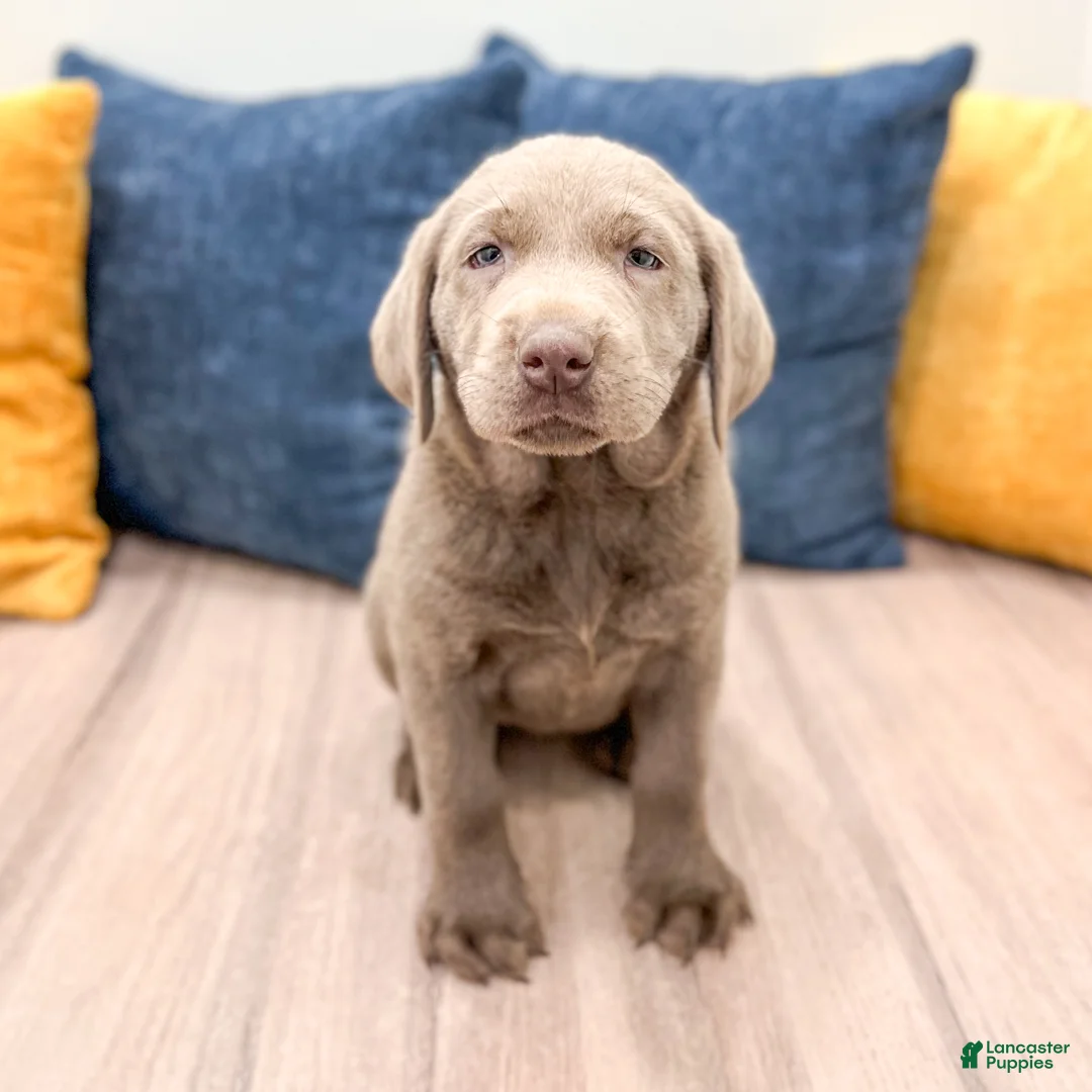Labrador Retriever dogs for sale: Sage - Ad 1