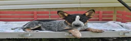 Australian Cattle Dog dogs for sale: Rover - Ad 3